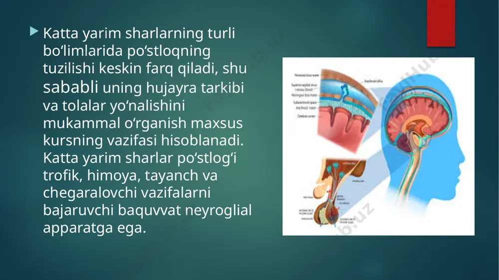 bosh miya yarim sharlari po’stlog’ining morfogenezi - Page 5