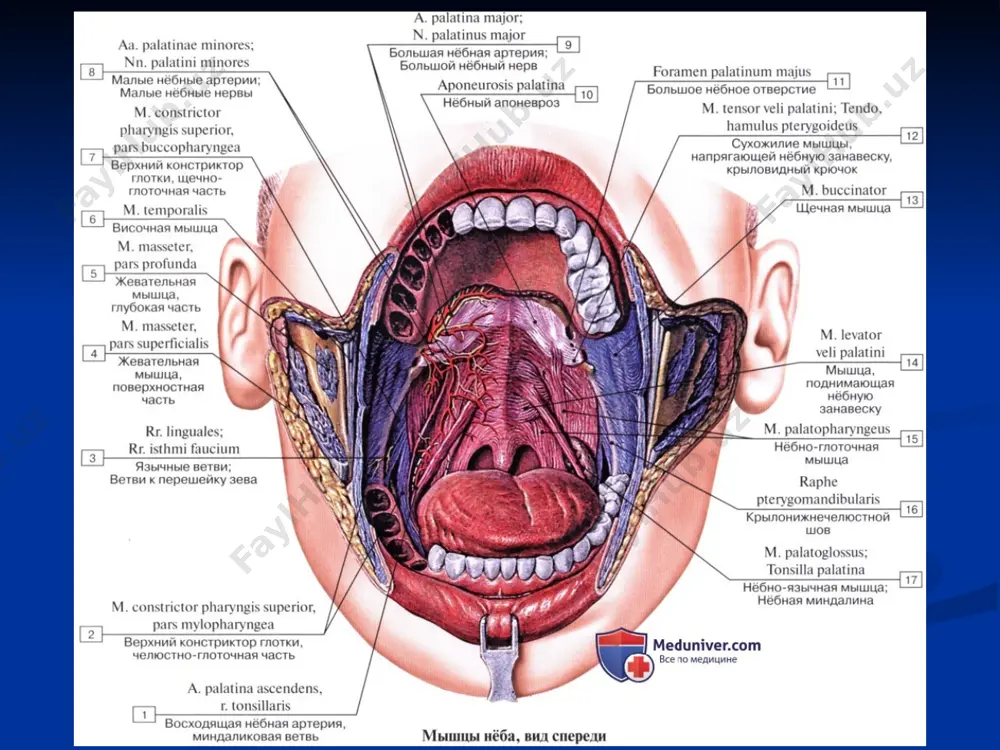 omondan qattiq tanglayning orqa qirrasiga biriksa, orqa tomondan esa erkin holda joylashgan tilchani (uvula) hosil qiladi. yumshoq tanglay yon tomonlardan tanglay ravoqlariga o’tadi. ulardan oldingisi arcus palatoglossus tilning yon yuzasiga yo’nalsa, orqadagisi arcus palatopharyngeus halqumning yon devoriga tomon yo’naladi. tanglay (palatum) oldingi va orqa ravoqlar oralig’ida chuqurlik mavjud bo’lib, uni tanglay murtaklari to’ldirib turadi. tanglay murtagi limfoid tuzilmadan iborat bo’lib, uning vertikal o’lchami 20-25 mm, old-orqa o’lchami 15-20 mm, ko’ndalang o’lchami 12-15 mm ni tashkil etadi. medial yuzasi notekis bo’lib, kriptalarni hosil qiladi. murtaklar yupqa fibroz kapsula bilan o’ralgan. tanglay murtaklarining yuqori qutbida, halqumga o’tish joyida chuqurlik mavjud bo’lib, bu killiana sinusi deyiladi. yuz arteriyasi tanglay murtagiga yaqin joylashadi. shu tufayli tonzillektomiyalarda bu arteriya jarohatlanishi mumkin. tanglay murtagidan 1 sm cha orqaroqda ichki uyqu arteriyasi o’tadi. yumshoq tanglay tarkibiga quyidagi mushaklar kiradi: mm.palatopharyngeus, palatoglossus, levator veli palatini, tensor veli palatini va m. uvulae tanglayni qon bilan taminlanishi va innervasiyasi qon …