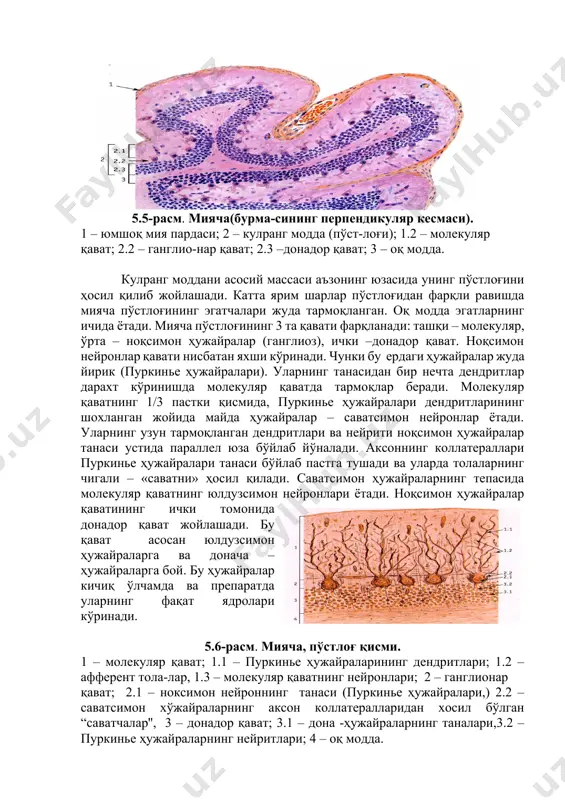 ujayralarning tepasida molekulyar qavatning yulduzsimon neyronlari yotadi. noqsimon hujayralar qavatining ichki tomonida donador qavat joylashadi. bu qavat asosan yulduzsimon hujayralarga va donacha – hujayralarga boy. bu hujayralar kichiq o'lchamda va preparatda ularning faqat yadrolari ko'rinadi. 5.6-rasm. miyacha, po'stlog' qismi. 1 – molekulyar qavat; 1.1 – purkine hujayralarining dendritlari; 1.2 – afferent tola-lar, 1.3 – molekulyar qavatning neyronlari; 2 – ganglionar qavat; 2.1 – noksimon neyronning tanasi (purkine hujayralari,) 2.2 –savatsimon xo'jayralarning akson kollaterallaridan xosil bo'lgan “cavatchalar'', 3 – donador qavat; 3.1 – dona -hujayralarning tanalari,3.2 – purkine hujayralarning neyritlari; 4 – oq modda. 5.7-rasm. bosh miya katta yarim sharlarining medial yuzasini ko'rinishi (m.m.krupena va g.g.vokken, 1963). a – lateral va b – medial yuzalar. och-jigar rang - peshona, och-zangor rang -tepa, qizil rang – ensa, to'q zangor – chakka, to'q jigar rang – chakka bo'lim, havorang – eski va ko'm-ko'k –qadimiy po'stloq, siyohrang – miyacha va ko'k – miya stvoli …