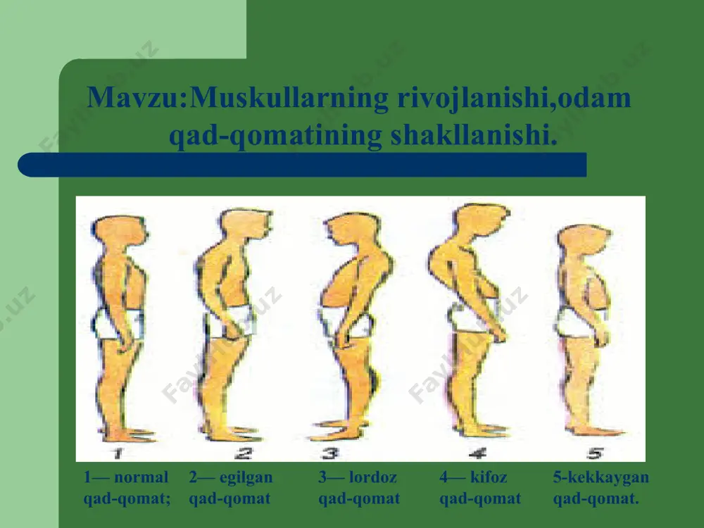 ib kelishi mumkin.odam semirganida ham oyoqdagi bo‘g‘imlarning tayanch yuzasiga katta bosim tushib, og‘riq paydo bo‘ladi va oyoqlarning qon bilan ta’minlanishi buziladi. odamlarda bolalikda tayanch-harakat sistemasi shakllanishining buzilishi ularning katta yoshda bo‘g‘imlarining kasallanishiga olib keladi. muskullarni mashq qildirishning ahamiyati har qanday organ qanchalik ko‘p mashq qilsa, unga shuncha ko‘p qon oqib kela boshlaydi. shu sababdan ishlayotgan muskullar ko‘proq oziq moddalar va kislorod bilan ta’minlanadi. jismoniy mehnat va sport bilan muntazam shug‘ullanilganda muskul tolalari tez o‘sib, mus­kullar massasi ortadi. muskullarda sodir bo!lgan o'zgarishlar qon aylanish, nafas olish va boshqa organlar ishiga ham ijobiy ta’sir ko'rsatadi.jismoniy mashq bilan shug‘ullanish hujayralarning kislorod va oziq moddalar bilan ta’minlanishini yaxshilaydi, moddalar almashishini tezlashtirib, butun organizm faoliyatining keskin o‘zgarishiga olib keladi, ya’ni organizmni chiniqtiradi. 1— normal qad-qomat; bu tabiiy egilishlar bir yoshgacha bo‘lgan bolalarda bo‘lmaydi. bolaning tik turishi, yurishi, boshni tik tutishi natijasida asta-sekin bu egilishlar hosil bo‘ladi,so’ngra bolalik va o’smirlik davrida shakllanadi. odam qad-qomatining shakllanishi. * …