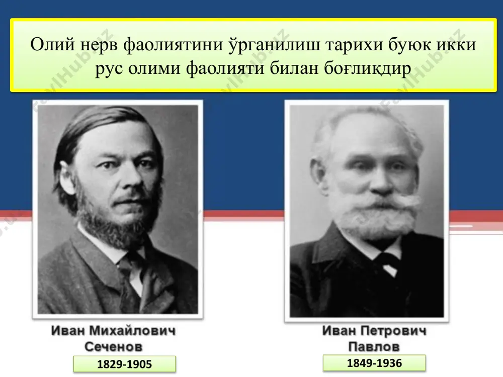 ли сигнал (ѐруғлик, қўнғироқ) тегишли анализаторнинг мия бўлимида қўзғалишни юзага келтиради. шартсиз таъсирловчи таъсирида (овқат) рефлектор марказ қўзғалади ва шартсиз рефлекс марказининг бош мия пўстлоғидаги марказига импульслар боради. шундай қилиб шартли рефлекс ҳосил бўлишида бош мия пўстлоғида қўзғалишнинг иккита ўчоғи: биттаси анализаторларнинг мия бўлимида ва иккинчиси шартсиз рефлекс марказининг пўстлоқдаги вакилида юзага келади. доминанта принципи бўйича улар ўртасида аста секин вқтинча боғланиш ўрнатилади. шартли рефлексларнинг классификацияси шартли рефлекслар овқатланиш, ҳимоя, жинсий, ота- оналик, ўз ўзини ривожлантирувчи (тадқиқот, тақлид қилиш) гомеостазни ушлаб турувчи экстрорецептив, интрорецептив, проприорецептив биологик аҳамиятига кўра рецептор белгиси бўйича келиб чиқишига (шартли сигнал табиати) кўра табиий ва сунъий эфектор белгиси бўйича соматик (оддий ҳаракат реакциялари) ва автоном (мураккаб сўлак ажралиши) рефлекслар шартсиз рефлекслар шартли рефлекслар туғма наслдан наслга ўтадиган ҳаѐт давомида орттирилади ҳаѐт давомида ўзгармайди ва йўқолмайди ҳаѐт давомида ўзгариши ѐки йўқолиши мумкин бир хил турдаги органзимларда бир хил бўлади ҳар бир организм учун ўзига хос, индивидуал бўлади …