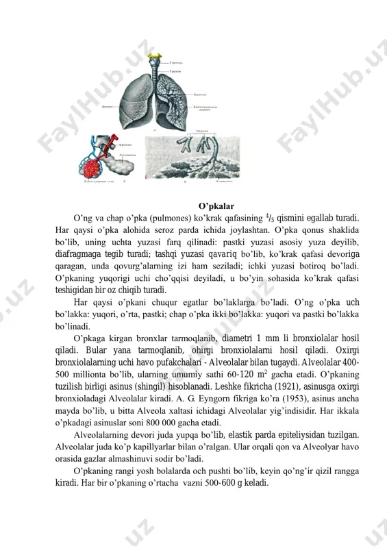 lib, u tovush xaltachasining rudimentidir. shilliq parda tukli epiteliy bilan qoplalgan bo’lib, unda bezlar ko’p. o’pkadai chiqayotgan havo tovush paylarini tebratishi natijasida tovush paydo bo’ladi. yangi tug’ilgan bolaning hikildog’i uzunpoq, bir oz yuqorida bo’ladi. etti yoshda o’g’il bolalarda hiqildok, qizlarnikiga nisbatan uzunroq bo’lib, balog’atga etish davrida o’g’il bolalarda tez o’sadi, tovush paylari uzunlashadi. bu davrda bola tovushini ehtiyot qilish kerak. katta odamda hiqildoq ustligidan tashqari, hiqildoqning hamma tog’aylarida suyaklanish nuhtalari hosil bo’la boshlaydi. traxeya (trachea) va bronxlar (brohchi) traxeyaniig yuqori uchi vi-vii bo’yin umurtqalari oldida kekirdakdan boshlanib, pastki uchi iv-v ko’krak umurtqalari oldida o’ng va chap bronxlarga bo’linadi. traxeya yarim halqa shaklidagi 16-20 ta elastik tog’aydan tuzilgan bo’- lib, bu tog’aylar halqasimon bog’lag’ich yordamida bir-biriga birikkan. katta odamda traxeyaning uzunligi 10-13 sm. traxeya tog’aylari egiluvchan, orqa yuzasi parda bilan qoplangan bo’ladi. tog’ay halqalar bir-biriga harakatchan birikkanligi uchun traxeya egiluvchan va harakatchandir. traxeyaning shilliq pardasi hiqildoqnikiga o’xshaydi, lekin burmalari bo’lmaydi. traxeya …