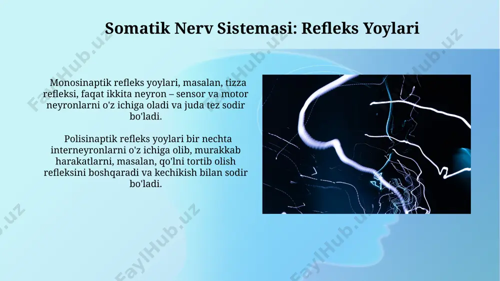 somatik vegetativ asab tizimi - Page 5