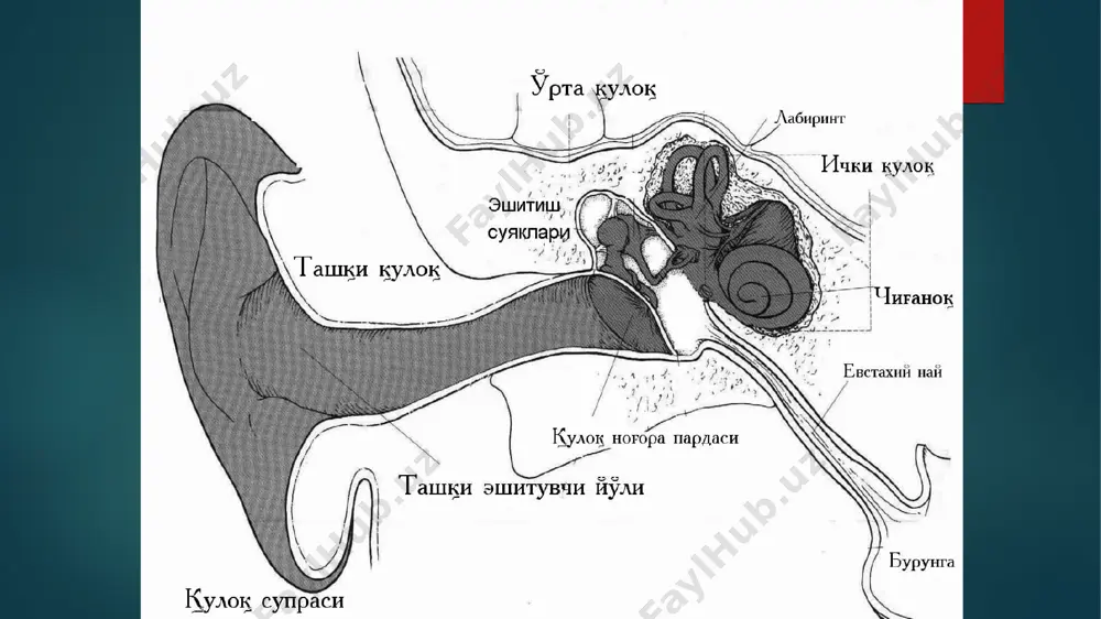 h, antrum-g‘orni teshish eng yaxshi diagnostik muolajalar hisoblanadi. 8. otoskopiya manzarasi: nog‘ora parda xiralashgan, yiring rangiga o‘xshash kulrang bo‘ladi. 9. boshqa hollarda otoskopiya manzarasi kattalarnikiga o‘xshaydi. 10. bolalarda kasallik og‘ir klinik kechi-miga ega bo‘lib,ularda meningizm belgi-lari kuzatiladi: talvasa holati, katta liqildoqning bo‘rtishi, vaznning yo‘qo-tishi, o‘tkir diariya kuzatiladi. bola kam uxlaydi, boshini har tomonga burib yig‘laydi, og‘rigan qulog‘i tomonga qarab uxlaydi, og‘rigan qulog‘ini onasining ko‘kragiga bosib yotadi. bolalarda yiringli otitning o‘ziga xos kechimini har bir vrach yaxshi bilishi kerak va bemor bolani lor vrach maslahatiga yuborishi kerak. tashxis: 1. bemorning shikoyatlari 2. anamnez maʼlumotlari (kasallikning boshlanishi) 3. so‘rg‘ichsimon o‘simta sohasini bosganda bolada og‘riq reaksiyasi 4. otoskopiya 5. mikrootoskopiya 6.salpingoskopiya 7.akkumetriya 8.audiometriya 9.vestibulometriya o‘ng tomon testlar chap tomon sx(subʼektiv hissiyot) romberg holati yurishi spontan nistagm kalorik sinama (harorati…0s) aylantirishdan so‘nggi nistagm (20 soniyada 10 marta ) pressor nistagm otolit sinamasi 10. nog‘ora pardani teshish. 11.nog‘ora pardani kesish. 12. rentgenologik tekshiruv 13. kompyuter …