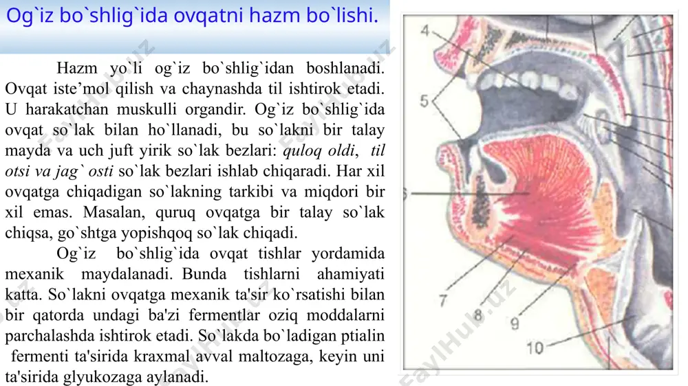 a bu o`simtaning yallig`lanishiga sabab bo`ladi. appenditsit deb shuni aytiladi. eng samarali va ishonchli davo usuli - o`tkir yoki xronik yallig`langan o`simtani operatsiya qilib, olib tashlashdir. kasallikning yana tutishini kutish yaramaydi. chunki bu ko`pincha og`ir asoratlarga olib borishi mumkin. yo`g`on ichakda unga o`tgan suyuqlikdan suv so`rilib, axlat massalari shakllanadi. axlat massalarining uchdan bir qismi mikroblardan tashkil topgan. ovqat qoldiqlari shu yerning o`zida mikroblar ta'sirida buzilish va chirish jarayonlariga uchraydi. yo`g`on ichak jigar - odam organizmining eng katta bezidir. u diafragma tagida, qorin bo`shlig`ining o`ng yarmida joylashgan bo`lib, qon bilan juda yaxshi ta'minlanadi. bolalarning jigari tashqi ko`rinishidan katta odam jigariga o`xshagan bo`ladi. jigarga arteriyalardan arterial qon va darvoza venadan venoz qon oqib keladi, jigar venalaridan esa venoz qon oqib ketadi. jigarning funksional faoliyati organizm hayot faoliyati uchun juda muhim. u o`t (safro) ishlab chiqaradi. o`t hosil bo`lishi o`t ajaralishi deb atalsa, uning ichakka o`tishi o`t chiqarilishi deb ataladi. ovqat hazmini o`tsiz …