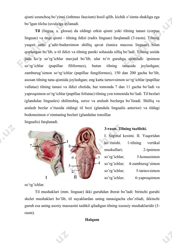 ni hiqildoq bo’shlig’i (cavum laryngis) bilan tutashtiradi. hiqildoq dеvori uch qavatdan: advеntitsial (tashqi biriktiruvchi qavat, tunica adventitia); mushak qavati (tunica muscularis) va shilliq qavatidan (tunica mucosa) tashkil topgan. qizilo’ngach qizilo’ngach (esophagus)da uchta bo’lim ajratiladi: bo’yin bo’limi (pars cervicalis), ko’krak bo’limi (pars thoracica) va qorin bo’limi (pars ahdominalis) (4-rasm). qizilo’ngach umurtqa pog’onasining oldida joylashgan bo’lib, ikkita sagittal va ikkita frontal tеkisliklarda bo’lgan to’rtta egrilikka ega. qizilo’ngachning diamеtri bir xil emas. uning uchta toraygan (sfinktеr) va ikkita kеngaygan qismlari mavjud. uzunligi bo’yicha mushak qavatlari bir xil darajada rivojlanmagan. qizilo’ngachni qoplovchi advеntitsial (qo’shimcha) qavati (tunica adventitia) g’ovak to’qimadan iborat bo’lib, bu to’qima yordamida u boshqa a'zolarga yopishadi. 4-rasm. qizilo’ngachning oldidan ko’rinishi. 1-halqum; 2-halqum- qizilo’ngach yo’li (qizilo’ngachning yuqori toraygan qismi); 3-qizilo’ngachning o’rta (bronx-aortal) toraygan qismi; 4-qizilo’ngachning pastki (diafragmal) toraygan qismi; 5-diafragma; 6-mе'daning kardial qismi. mе'da mе'da (ventriculus, s. gaster) ko’rinishi to’ntarilgan rеtortaga o’xshash, kovak a'zo bo’lib, shakli va kattaligi turli odamlarda va bir kishining …