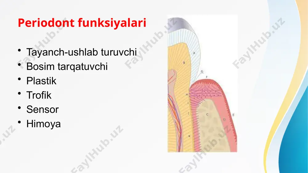 iodontitga xos o'zgarishlar o'tkir diffuz pulpit bilan: umumiy o'xshash belgilar: hurujsimon tunda kuchayadigan asosan termik mexanik va kimyoviy tasirlardan keyin kuchayadigan og'riq limfa tugunlari kattalashgan yumshoq to'qimalar shishi yoq tish bo'shlig'i bilan aloqasi yoq perkussiya manfiy.eod 20-40 mka periodontda o'zgarish yoq. ajratuvchi belgilar:periodontitga xos asosiy o'zgarishlar tugadi :) image2.jpeg image3.jpeg image4.jpeg image5.jpeg image6.jpeg image7.jpeg image8.jpeg image9.jpeg image10.jpeg image11.jpeg image12.jpeg image13.jpeg image14.jpeg image15.jpeg image1.jpeg /docprops/thumbnail.jpeg