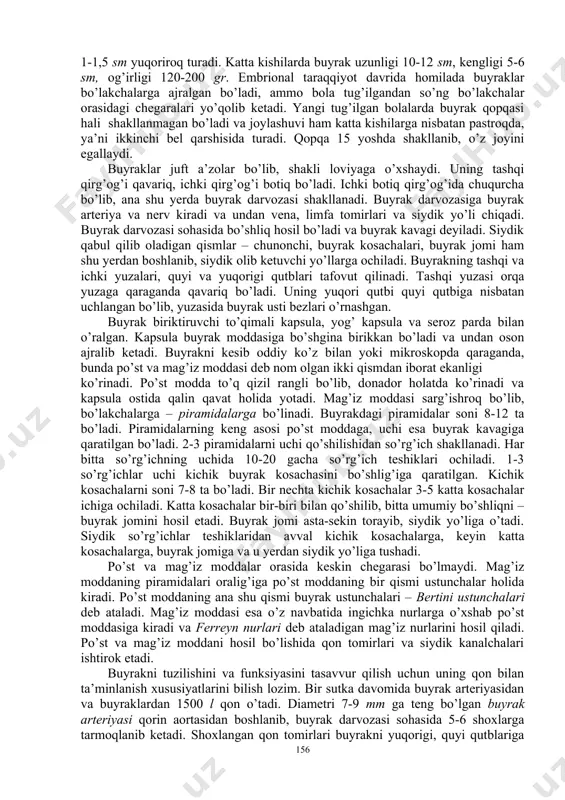 xirgi toksik ta’sirotga ega bo’lgan keraksiz moddalarni chiqarish uchun xizmat qiladigan asosiy a’zodir. buyrakning ajoyib tuzilishi shundan iboratki, uning biologik membranalari orqali siydik chiqaruv yo’llariga faqat keraksiz moddalar chiqarib yuboriladi. buyraklar qorin bo’shlig’i orqa devorining ichki yuzasida, umurtqa pog’onasining xii ko’krak va i-ii bel umurtqalarining ikki yonida joylashgan. o’ng va chap buyrak bir tekislikda turmaydi, chap buyrak o’ng buyrakka nisbatan 1-1,5 sm yuqoriroq turadi. katta kishilarda buyrak uzunligi 10-12 sm, kengligi 5-6 sm, og’irligi 120-200 gr. embrional taraqqiyot davrida homilada buyraklar bo’lakchalarga ajralgan bo’ladi, ammo bola tug’ilgandan so’ng bo’lakchalar orasidagi chegaralari yo’qolib ketadi. yangi tug’ilgan bolalarda buyrak qopqasi hali shakllanmagan bo’ladi va joylashuvi ham katta kishilarga nisbatan pastroqda, ya’ni ikkinchi bel qarshisida turadi. qopqa 15 yoshda shakllanib, o’z joyini egallaydi. buyraklar juft a’zolar bo’lib, shakli loviyaga o’xshaydi. uning tashqi qirg’og’i qavariq, ichki qirg’og’i botiq bo’ladi. ichki botiq qirg’og’ida chuqurcha bo’lib, ana shu yerda buyrak darvozasi shakllanadi. buyrak darvozasiga buyrak arteriya …