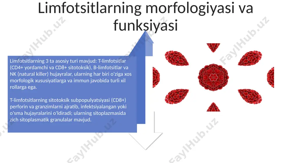 immun-himoya reaksiyalarining morfologik asoslari - Page 4