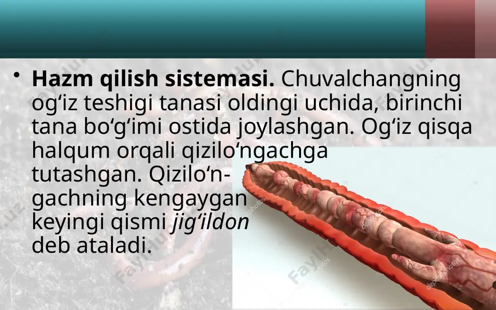 . nam teri kis lorodni yaxshi o‘tkazadi. ayirish sistemasi. yomg‘ir chuvalchangining ayirish sistemasi tana bo‘g‘imida bir juftdan joylashgan, sirtmoqqa o‘xshash ingichka uzun naychalardan iborat. naychalarning bir uchi tana bo‘shlig‘iga, ikkinchi uchi esa teri orqali tashqariga ochiladi. naychalarning tana bo‘shlig‘iga ochilgan uchi voronkaga o‘xshab kengaygan bo‘lib, juda ko‘p kiprikchalar bilan ta’minlangan. bu kiprikchalarning harakati tufayli zararli moddalar tana suyuqligi bi lan birga naychalarga o‘tadi va teridagi teshikchalar orqali chiqarib yuboriladi. halqali chuvalchanglarning xilma-xilligi va ahamiyati. halqali chuvalchanglar tabiatda katta ahamiyatga ega. yomg‘ir chuvalchanglarining 180 dan ortiq turi bor. ular tuproqni yumshatib, suv va havo o‘tishini yaxshilaydi, chirindiga boyitadi. bir gektar maydonda chuvalchanglar bir yil davomida 250–600 t tup roqni qayta ishlab berishi aniqlangan. yomg‘ir chuvalchanglari ning ayrim turlaridan chorvachilik va uy-ro‘zg‘or chiqindilarini qayta ishlab, sabzavot va poliz ekinlari uchun qimmatli o‘g‘it hisoblanadigan biogumus olishda foydalaniladi. yomg‘ir chuvalchanglarining o‘zi ham qushlar, ayrim sutemizuvchilar va tup roq hayvonlari uchun oziq bo‘ladi. ular uy …