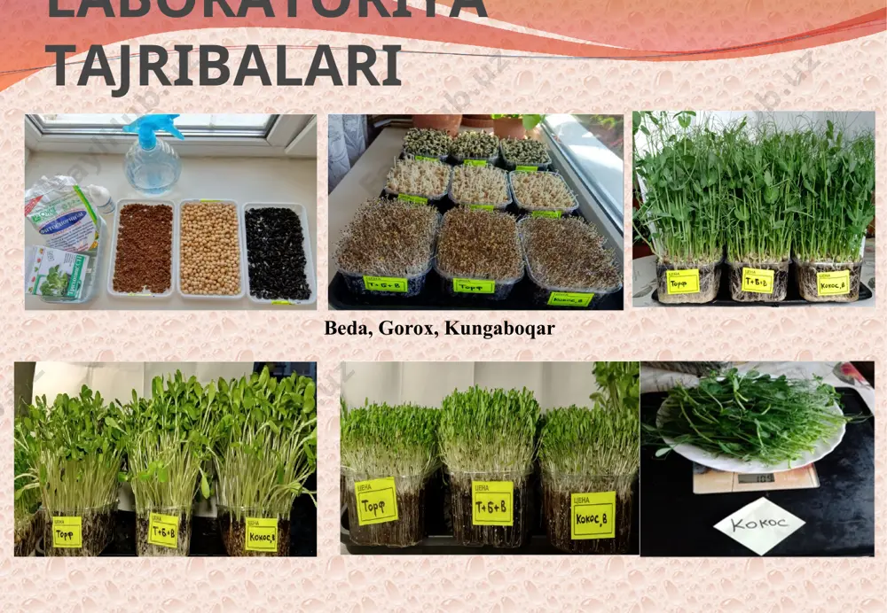 issiqxona, oranjeriya, fitotron va b.da oʻstirish. v. u. yordamida oziq moddalarning fiziologik roli, ularning oʻsimliklarga kirib borishi, muhit reaksiyasining (ph) ahamiyati, sugʻorish normasi, oʻsimlikning oziq eritmasi konsentratsiyasi, kimyoviy himoya vositalari, gerbitsidlarga munosabati oʻrganiladi, shuningdek tuproqqa solinadigan turli xil oʻgʻitlar sinab koʻriladi. oʻsimlik qanday muhitda (suv, qum, tuproq) oʻstirilishiga qarab v. u.ning bir necha asosiy koʻrinishlari mavjud: yuksak oʻsimliklar bilan tajribalarni suv, qum va tuproqli muhitda oʻtkazish mumkin. koʻpchilik tadqiqotlarda oʻsimlik tabiiy sharoitga yaqin boʻlgan substratda oʻstirilishi maqsadga muvofiq. substrat biologik jihatdan inert boʻlishi lozim, shunda olinadigan natija aniq boʻladi. vegetatsion tajribalarning turlari: 1. qumli o‘stirish usuli, 2. shag‘alli o‘stirish usuli, 3. suvli sharoitda o‘stirish usuli, 4. tuproqli sharoitda o‘stirish usuli, 5. yopiq ximoyalangan sharoitda o‘stirish usuli. qumli o‘stirish usuli suvli sharoitda o‘stirish usuli pichan g’aramida o’stirish tuproqli sharoitda o‘stirish usuli yopiq ximoyalangan sharoitda o‘stirish usuli vegetatsion uy — devorlari va tomi oynavand, shamollatib turishga moslashtirilgan kichik bino, turli vegetatsion tajribalar …