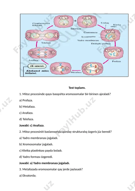 i. organizmlerdiń jınıs sız kóbeyiwi hám mitoz bóliniw tiykarında ámelge asadı. test toplamı. 1. mitoz procesinde qaysı basqıshta xromosomalar bir-birinen ajıraladı? a) profaza. b) metafaza. c) anafaza. d) telofaza. juwabi: c) anafaza. 2. mitoz procesiniń baslanıwında qanday strukturalıq ózgeris júz beredi? a) yadro membranası joǵaladı. b) xromosomalar joǵaladı. c) kletka plastinkası payda boladı. d) yadro forması ózgeredi. juwabi: a) yadro membranası joģaladı. 3. metafazada xromosomalar qay jerde jaylasadı? a) ekvatorda; b) polarda; c) yadroda. d) centromerada. juwabi: a) ekvatorda. 4. mitozdıń qaysı basqıshında eki jana yadro payda boladı? a) telofaza; b) profaza. c) anafaza. d) metafaza. juwabi: a) telofaza. 5. mitoz procesiniń tiykarģı maqseti ne? a) genetikalıq maǵlıwmatlardı ózgertiw. b) jana organizm jaratıw. c) kletkalardı bólisiw. d) máyek hám spermatozoidlar payda etiw. juwabi: c) kletkalardı bólisiw. 6. qaysi basqıshta kletka bóliniwi tamamlanadı? a) profaza. b) metafaza. c) anafaza. d) telofaza. juwabi: d) telofaza. 7. mitoz procesinde xromosomalar qanday formaga iye? …