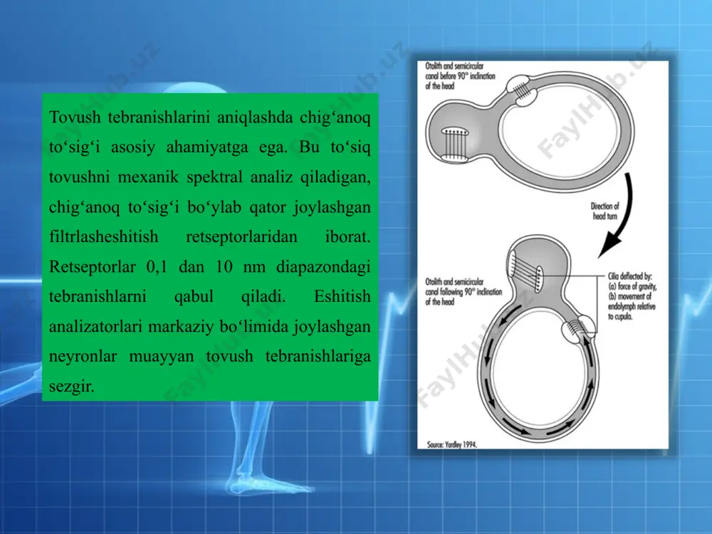 b chiqdik. eshituv analizatorlari boshqa analizatorlaridan farqi uning retseptorlarida ekanligini bilan tanishdik. foydalanilgan adabiyotlar 1. o .t . alyaviya, s h .q . q o d ir o v , a .n . q o d ir o v , s h .h . h a m r o q u l o v , e .h . h a u l o v 2. wikipediya sayti e’tiboringiz uchun rahmat! image2.png image3.png image4.png image5.png image6.png image7.png image8.jpeg image9.png image10.png image11.png image12.jpeg image13.png image14.png image15.png image16.png image17.png image1.jpeg /docprops/thumbnail.jpeg