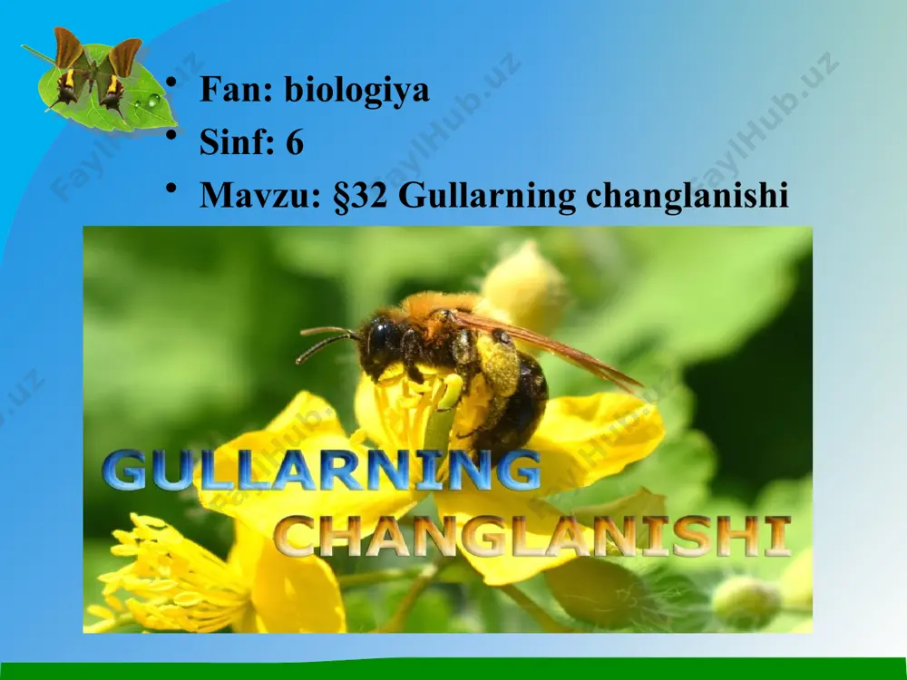 gultojibarg gul o`rni gulkosachabarg rasmga qarab gulning qismlarini yozing? yangi mavzu: gullarning changlanishi changdonda yetilgan changlarning urug`chi tumshug`chasiga tushishiga changlanish deyiladi. changlanish changlanish turlari. gullarning hasharotlar yordamida changlanishi. gul changlari xillari. sun`iy changlanish. agar o`simliklarning gullari odam yordamida changlantirilsa, uni sun`iy changlanish deyiladi. sun`iy changlatishda yetilgan changlarni olib o`simlikning urug`chi gullari ustiga sepiladi. makkajo`xori gullari ko`pincha shu yo`l bilan shunday changlantiriladi. sun`iy changlatish orqali hosildorlikni oshirishda va yangi navlarni yaratishda foydalaniladi. xulosa: demak, gulli o’simliklarda changlanish jarayoni muhim ahamiyatga ega bo’lib, faqatgina changlangan gullargina meva tugadi yangi mavzuni mustahkamlash ”aqliy hujum” 1.changlanish nima? 2. changlanish necha xil bo’ladi? 3.qanday o’simliklar hasharotlar yordamida changlanadi? 4.shamol yordamida qaysi o’simliklar changlanadi? 5.sun’iy changlanishning ahamiyati nima? juftlab yozing. 1. yetilib yorilgan changning hasharotlar, shamol ,suv qushlar yordamida gulning tumshuqchasiga tushishiga….. 2.agar bir tup o’simlik changchisidagi chang shu guldagi urug’chining tumshuqchasiga tushsa, bunday changlanish….. 3.agar o’simlikning guli odamlar tomonidan changlantiriladigan bo’lsa, uni ….. a) sun’iy …