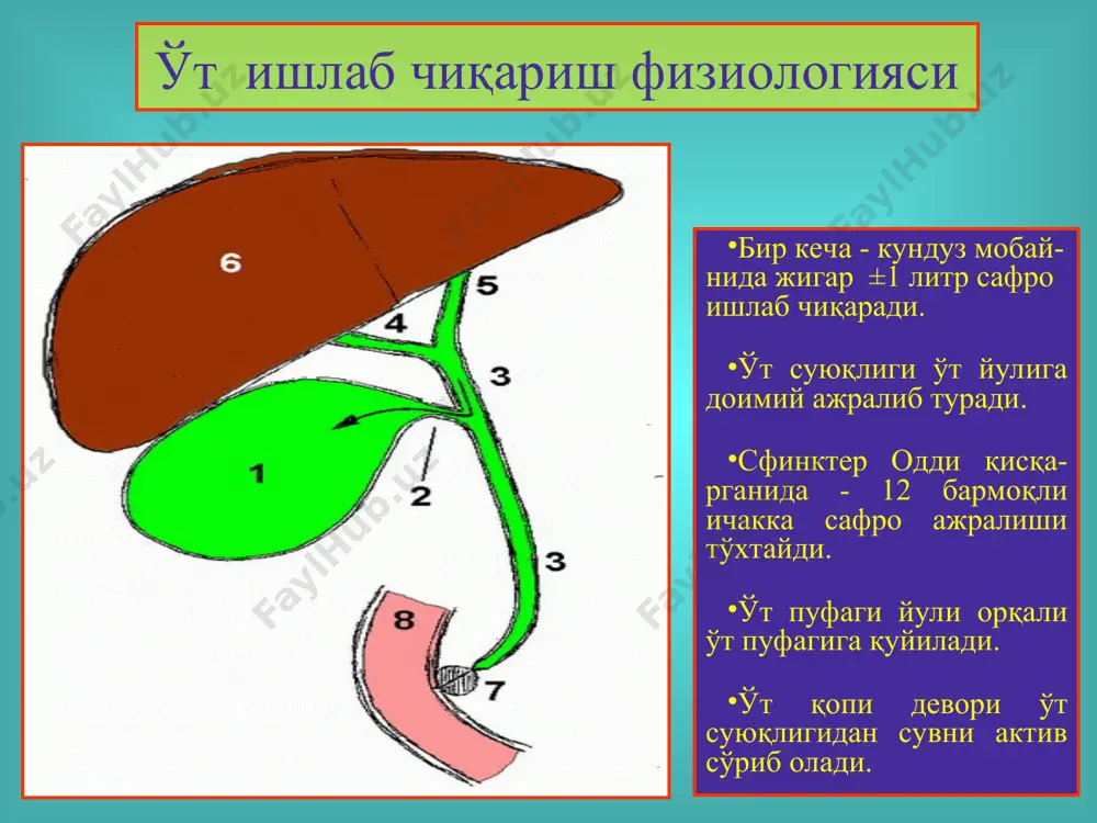 ўт-тош касаллиги. холециститлар, диагностикаси ва даволаш - Page 5