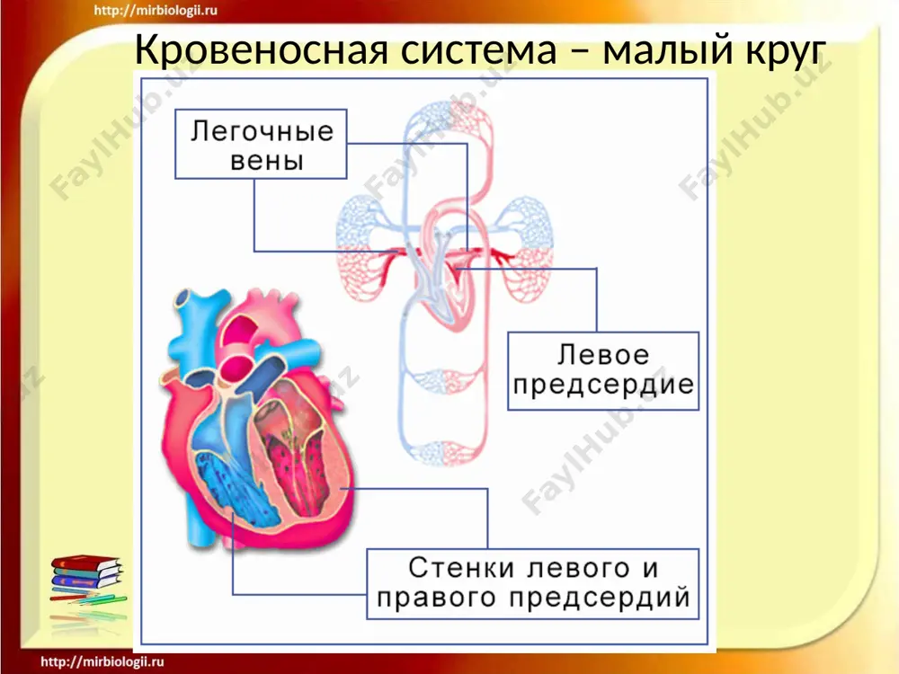 krovenosnaya sistema - Page 2