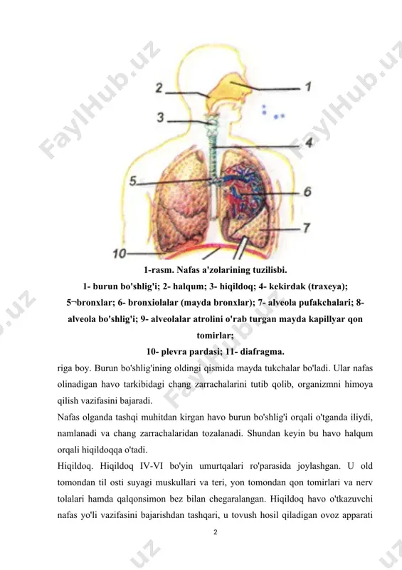 linadigan havo tarkibidagi chang zarrachalarini tutib qolib, organizmni himoya qilish vazifasini bajaradi. nafas olganda tashqi muhitdan kirgan havo burun bo'shlig'i orqali o'tganda iliydi, namlanadi va chang zarrachalaridan tozalanadi. shundan keyin bu havo halqum orqali hiqildoqqa o'tadi. hiqildoq. hiqildoq iv-vi bo'yin umurtqalari ro'parasida joylashgan. u old tomondan til osti suyagi muskullari va teri, yon tomondan qon tomirlari va nerv tolalari hamda qalqonsimon bez bilan chegaralangan. hiqildoq havo o'tkazuvchi nafas yo'li vazifasini bajarishdan tashqari, u tovush hosil qiladigan ovoz apparati hamdir. uning ichki qavati tuldi shilimshiq pardadan iborat, devori esa tog'ay va muskullardan tashkil topgan. ichki qavatining o'rtasida tovush boylamlari va muskullari joylashgan bo'lib, ularning harakati, qisqarishi va bo'shashishi natijasida ovoz teshiklari ochilishi yoki yopilishi orqali tovush hosil bo'ladi. hiqildoq uzuksimon, qalqonsimon, hiqildoq usti kabi uchta yirik tog'aydan va uch juft mayda tog'aydan tashkil topgan. hiqildoqda uch guruh muskullar bo'lib, ularning bir guruhi tovush teshigini kengaytiradi, ikkinchi guruhi toraytiradi, uchinchi gu¬ruhi tovush …