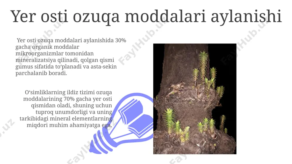 fitotsenozning yer ostki qismi - Page 3