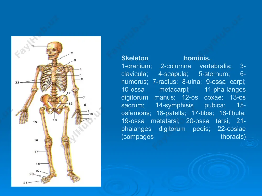 курча cavitas glenoidalis жойлашади. бу бугим чукурчасининг атрофида курак суягининг буйин кисми collum scapulae булади. бугим чукурчасининг юкори кисмида буртик tuberculum supraglenoidale ва бу чукурчанинг остида буртик tuberculum infraglenoidale куринади. бу буртикларга мускуллар бирлашади. курак суяги ташки бурчагининг юкори кисмида тумшуксимон усимта processus coracoideus хосил булади. курак суягининг ички юзаси facies costalis деб аталиб, fossa subscapularis чукурчасидан хосил булади. курак суягининг орка юзаси эса facies dorsalis кундаланг жойлашган кирра spina scapulae воситасида икки чукурчага ажралади: кирранинг устида fossa supraspinata, кирра остида эса fossa infraspinata жойлашади. курак суягининг кирраси латерал тарафда акромиал acromion усимта билан якунланади. бу усимтада умров суяги билан бирлашадиган бугим юзаси facies articularis acromii булади. a: l-angulus superior; 2-margo superior; 3-fossa supraspinata; 4-spina scapulae; 5- processus coracoideus; 6-acromion; 7-angulus acromii; 8-cavitas gle-noidalis (angulus lateralis); 9-collum scapulae; 10-fossa infraspinata; i l-margo lateralis; 12-angulus inferior; 13-margo medialis. елка суяги - humerus елка суяги узун найсимон суяклар туркумига кириб, икки учи …
