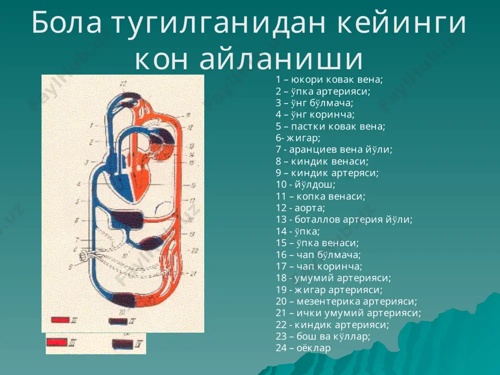 иопатик) 2. иккиламчи шикоятлари: 1.тез чарчаш 2.бош огриги 3.бош айланиши 4.хушидан кетиш 5.юрак сохасида огрик 6.юрак уришлари сезиилиши аускультацияда: систолик шовкиндан кейин алохида карсиллашлар эшитилади. интенсивлиги гавда вертикал холатида кучаяди юрак табакалари юрак бўлмаралининг кискаришида унинг шаклининг ўзгариши а – юкоридан кўриниши; б – юрак шаклининг турлифазаларда ўзгариши инфекцион эндокардит этиологияси 1.яшил ранг стрептококк 2.тилла ранг стафилококк 3.энтерококклар 4.менинго-, пневмо-, гонококклар 5.хламидия 6.сальмонеллалар 7.бруцеллалар 8.замбуруглар инфекцион эндокардит бўлиши мумкин а) тугма б) орттирилган патогенези куйидаги омиллар билан боглик: 1.иммун етишмовчилигик холати 2.бириктирувчи тўкима дисплазияси 3.гемодинамик ва инфекцион омиллар туфайли юрак табакалари ва эндокарднинг коллаген структурасининг бузилиши 4.µон реологик хусусиятларининг бузиилиши 5.µўзгатувгининг ўзига хос хусусиятларига боглик патогенези 3 фазада кечади 1. инфекцион токсик фаза 2. иммун – яллигланиш фазаси 3. дистрофик фаза инфекцион эндокардитнинг клиник таснифи (демин а.а., 1978 й.) клиникаси 1) токсикоз 2) эндокард шикастланиши 3) тромбоэмболик асоратлар диагностикаси асосий кўшимча диагностик усул – эхокардиография- юрак табакаларида тромбоэмболик вегетациялар кўринади …