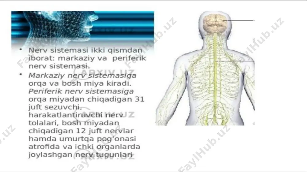 nerv sistemasi - Page 3
