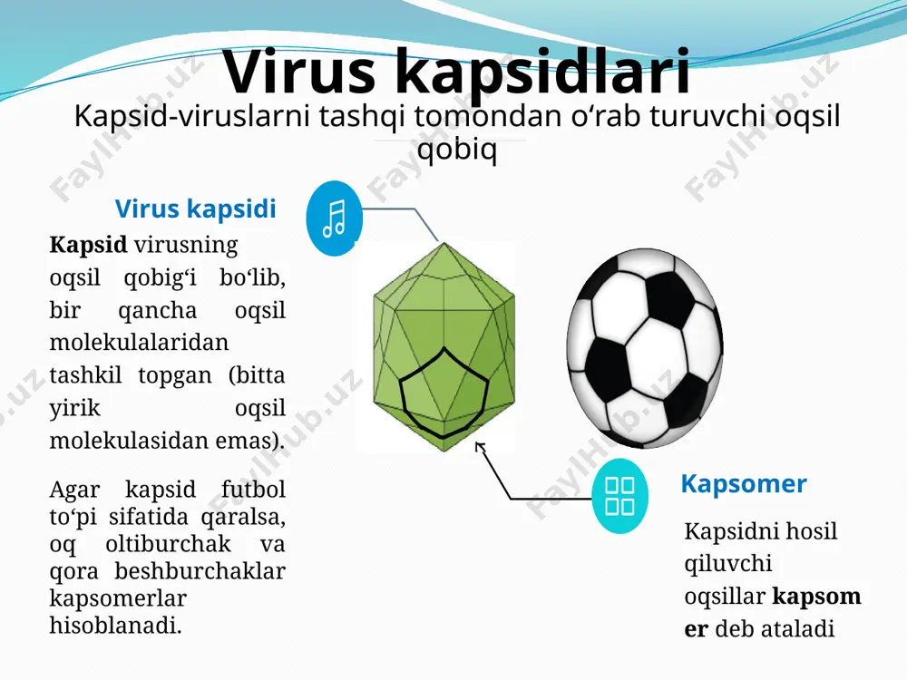 prokariot huja yralarning umumiy tuzilishi - Page 5