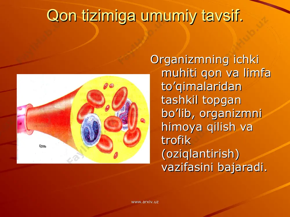 kam bo’lsa ovqatlanganda, ish bajarganda, kasallik vaqtida ko’payadi. nur kasalligida kamayadi. 1mm kub qonda 500dan kamayib ketsa odam o’ladi. www.arxiv.uz www.arxiv.uz leykositlar 8 – 12 kun yashaydi. donali leykositlar granulositlar, donasizlar agranulositlar deyiladi. katta hajmdagi leykositlar 13 – 25 mkm monositlar,eng kichiklari 6 – 14 mkm limfositlardir. ranglar bilan bo’yalishiga ko’ra leykositlar, neytrofil, eozonofil, bazofil bo’ladi. organizmni mikroblardan himoya qiladi. neytrofillar 5-25,monositlar 100ga yaqin bakteriyani yutib xalok bo’ladinatijada yiring xosil bo’ladi. www.arxiv.uz www.arxiv.uz www.arxiv.uz www.arxiv.uz qon plastinkalari trombositlar oval yoki doira shaklida,yadrosiz tanachalar 1mm kub qonda 180000-320000 bo’ladi. ko’pchilik qismi jigar, o’pka va taloqda saqlanib, eritrositlarga nisbatan 3baravar kichik.o’rtacha umri 4 kun. jismoniy mehnat, ovqatlanish vaqtida ortib boradi. jarohatlarni fibrin iplari va eritrositlardan tromb xosil qilib yamaydi, qon oqishini to’xtatadi. www.arxiv.uz www.arxiv.uz qon funksiyalari. tashuvchanlik. nafas. oziqlantirish. ekskretor. termoregulyator. gemeostaz. suv – tuz almashinuvi. himoya. gumoral boshqaruv. kreator bog’lar xosil qilish. www.arxiv.uz www.arxiv.uz qonning fizik va kimyoviy xossalari. eritrositlar tarkibidagi …