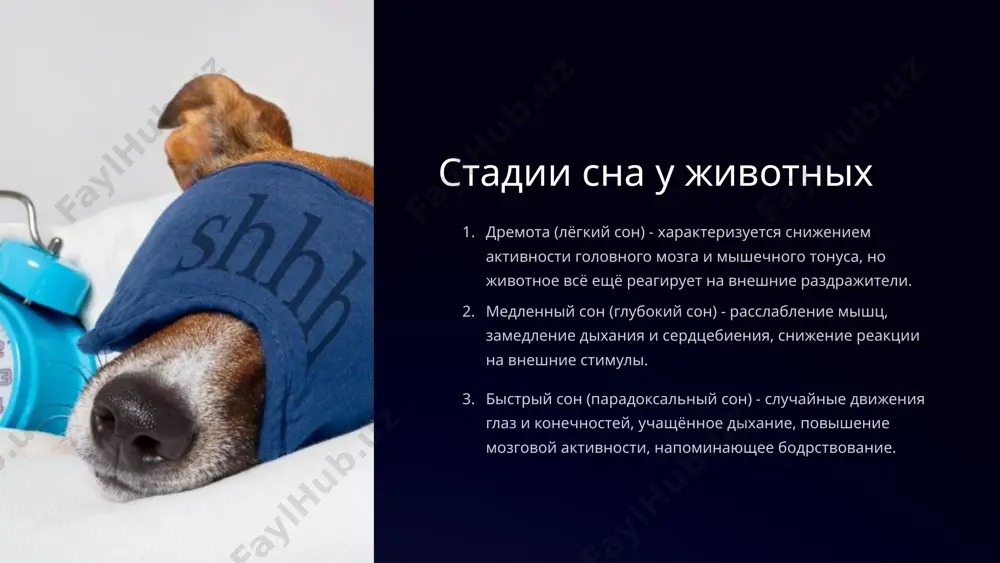 играет ключевую роль в восстановлении физических и психических сил животных. это помогает им восполнить энергетические затраты и подготовиться к активности во время бодрствования. сон и адаптация различные фазы сна позволяют животным обрабатывать полученную информацию, консолидировать воспоминания и адаптироваться к изменениям в окружающей среде. гипноз и безопасность гипнотические состояния, такие как притворная смерть, помогают многим животным защищаться от хищников и избегать опасности. это врожденная стратегия выживания. гипноз и взаимодействие способность животных впадать в гипнотическое состояние используется человеком для облегчения ухода, лечения и дрессировки. это помогает установить более доверительные отношения. 12 сравнение сна и гипноза у животных и людей сон и гипноз имеют как сходства, так и различия у животных и людей. оба состояния характеризуются изменениями в активности мозга, физиологических показателях и поведении. однако у людей эти процессы протекают более сложно и связаны с развитым самосознанием. в то время как животные впадают в гипноз в качестве естественной защитной реакции, у людей гипноз …