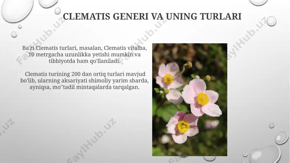 raʼnodoshlar oilasining asosiy turkum va turlari - Page 3