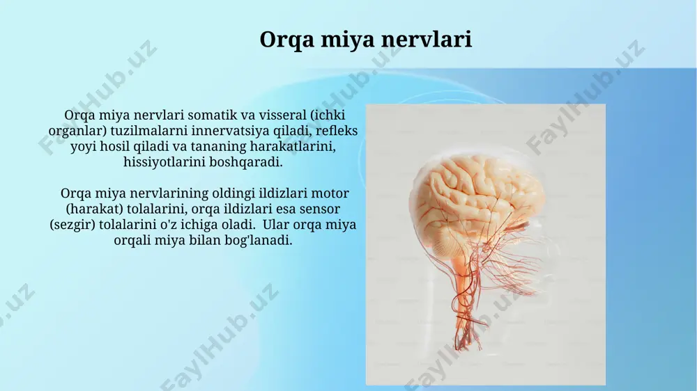 bosh miya va orqa miya nervlari - Page 5