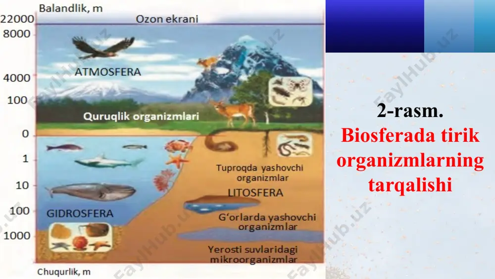 ianum va clostridium avlodiga kiruvchi boshqa bakteriyalar atmosfera azotini o‘zlashtirish xususiyatga ega (vinogradskiy, 1993). okean biomassasi suv biosferaning muhim tarkibiy qismlaridan bo‘lib, tirik organizmlarning yashashi uchun eng zarur omillardan biri hisoblanadi. suvning asosiy qismi okean, dengizlar bo‘lib, ularning tarkibida 60 ga yaqin kimyoviy elementlar va tuzlar bo‘ladi. organizmlar hayoti uchun zarur bo‘lgan kislorod va karbonat angidridi suvda yaxshi eriydi. suvdagi hayvonlar nafas olish jarayonida co2 ajratadi. o‘simliklar fotosintez natijasida suv kislorod bilan boyiydi. okean suvlarining 100 metrgacha bo‘lgan yuqori qatlamida 1 hujayrali suv o‘tlari juda ko‘p bo‘lib, ular mikroplanktonni (yunoncha "planktos"- sayyor, ko‘chib yuruvchi degan so‘zdan olingan) hosil qiladi. sayyoramizdagi fotosintez jarayoninig 30% ga yaqini suvda kechadi. suv o‘tlari quyosh energiyasini qabul qilib uni kimyoviy reaksiyalar energiyasiga aylantiradi. suvda yashaydigan hayvonlarning asosiy ozuqasi planktonlardir. suvning tubiga yopishib hayot kechiruvchi organizmlar bentos deb ataladi (yunoncha "bentos" - chuqurdagi degan so‘zdan olingan). okeanning tubida juda ko‘p bakteriyalar mavjud bo‘lib ular organik moddalarni …