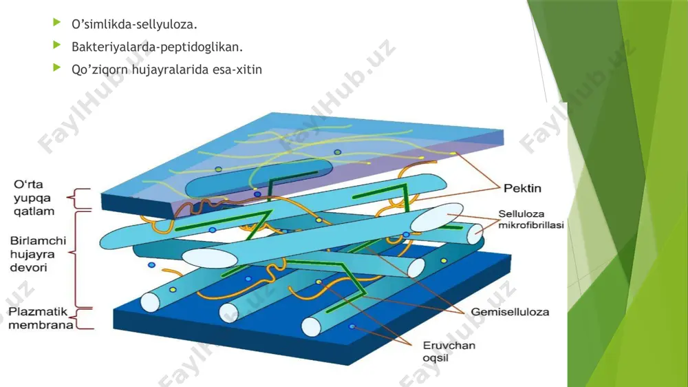 hujayra devori va biologik menbranalar - Page 3