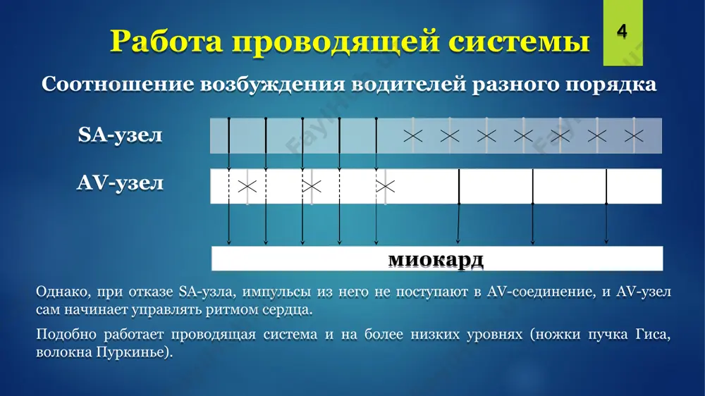 i) > r(i); s(ii) > r(ii). в данном случае эос отклонена резко влево. при зеркальной картине: rmax в iii ; s(i) > r(iii) – эос отклонена резко вправо. 28 определение чсс при правильном ритме (одинаковые расстояния r-r): 1. измеряем любой интервал r-r в мм. 2. r-rмм х 0,02” = r-r” 3. чсс = 60 / r-r” например, r-rмм = 40 мм, тогда r-r” = 40 х 0,02” = 0,8”, а чсс = 60/0,8” = 75 уд/мин. при наличии единичных экстрасистол – для анализа чсс используется эпизод с правильным ритмом (исключающий интервал сцепления и компенсаторную паузу). при неправильном ритме (синусовая или мерцательная аритмия, трепетание предсердий неправильной формы) для определения чсс используются самый короткий r-r и самый продолжительный r-r. чсс в данном случае указывается через дефис, например: чсс – 75-117 уд/мин. 29 сегмент st для анализа сегмента st оценивается его положение относительно изолинии: смещение его вверх относительно изолинии называется «элевацией», вниз – …