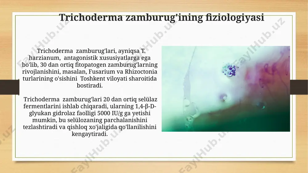 trixoderma zamburug‘i biologiyasi - Page 5