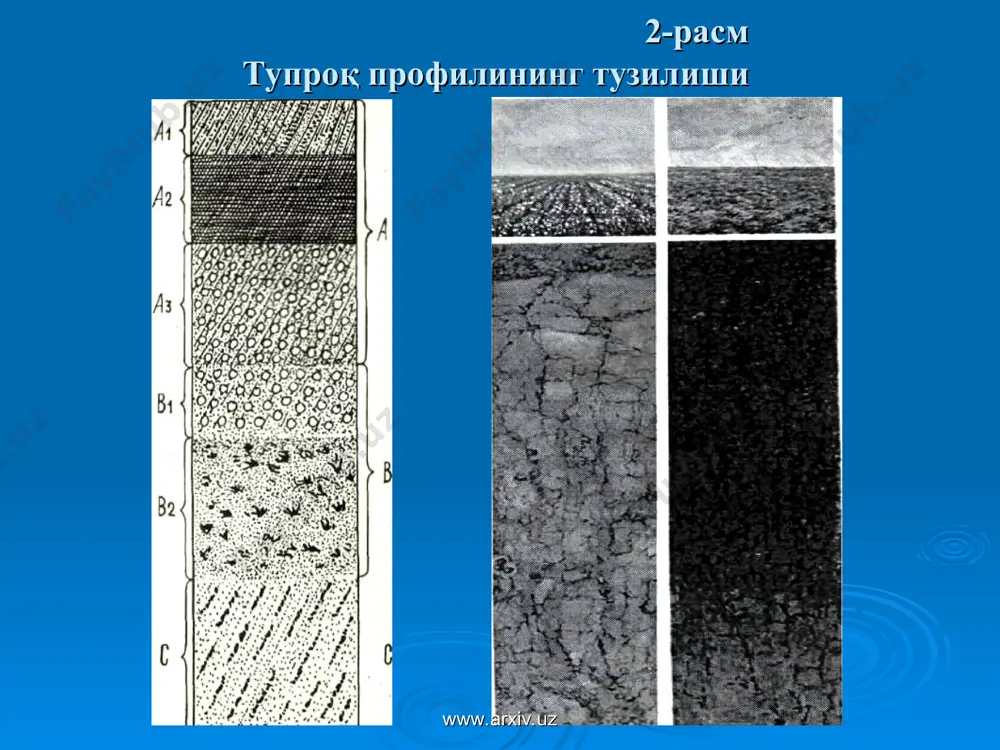 н бошлаб она жинсигача бўлган қатламлар йиғиндисига айтилади. демак, тупроқ қалинлиги унинг а0+а1+а2+ в1+в2 каби қатлам ва қатламчаларининг с (она жинси) гача барча йиғиндисидир. турли тупроқларнинг қалинлиги ҳар хил бўлиб, 40-50 см дан 100-150 см гачадир. аммо ўрта осиёнинг қадим-дан суғорилиб келинаётган маданий воҳа тупроқларининг қалинлиги 250-300 см ва ундан ҳам ошади. тупроқларнинг умумий қалинлигидан ташқари улар-нинг алоҳида генетик қатламлари қалинлигини аниқлаш ҳам агрономик нуқтаи назардан муҳим аҳамиятга эга. тупроқ унумдорлигини белгилашда, ерга ишлов бериш, мелиоратив тадбирларни олиб боришда ҳамда тупроқ пайдо бўлиш жараёнларининг боришини ўрганишда бу кўрсаткич эътиборга олинади. айрим қатламлар қалинлигини белгилашда тупроқ юзасидан бошлаб, унинг юқори ва қуйи чегарасини кўрса-тиб см да ифодалаш анча қулай (масалан, а0= 0-3 см. а1=3-18, а2 = 18-30, в1 = 30 - 45 ва х.к). www.arxiv.uz www.arxiv.uz глей (берч) қатлами (g) - гидроморф тупроқларда ҳосил бўлади она жинс (с) тупроқ пайдо бўлиш жараёнлари кам таъсир этган ғовак жинслардан иборат. тупроқ ости туб …