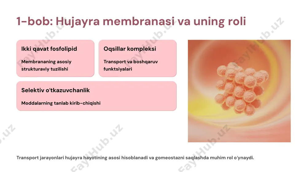 kula shakllanishi golji kompleksi yoki endoplazmatik retikulum dan sitoplazma orqali transport sitoskelet tolalari yordamida harakatlanish membrana bilan qoʻshilish snare oqsillari vositachiligida mazmun chiqarilishi ekzotsitoz orqali tashqariga chiqarish vezikulyar transport jarayonlari endositoz turlari fagositoz, pinositoz va retseptor vositachiligi endositoz - hujayra tashqarisidan moddalar qabul qilish ekzositoz mexanizmi hujayra ichidagi moddalarni vezikula orqali tashqariga chiqarish - sekretsiya jarayoni transport jarayonlarining biologik ahamiyati gomeostaz hujayra ichki muhitini barqaror saqlash signal uzatish neyrotransmitterlar va gormonlar tashilishi oziqlanish glukoza, aminokislotalar va vitaminlar yetkazilishi chiqindi olib tashlash metabolizm mahsulotlari va toksinlar chiqarilishi hujayra oʻsishi membrana yuzasi va hajm kengayishi transport jarayonlari va kasalliklar kistik fibroz xlorid kanallari defekti tufayli oʻpka va ovqat hazm qilish tizimi muammolari yurak aritmiyalari na⁺/k⁺ nasosi buzilishi natijasida yurak ritmi buzilishi qandli diabet glukoza transporterlari kamayishi yoki insulinga qarshilik neyrodegenerativ kasalliklar neyrotransmitter transport buzilishlari alsgeymer va parkinson kasalliklarida zamonaviy tadqiqotlar va texnologiyalar tadqiqot usullari flüoresans mikroskopiya transport oqsillarini kuzatish patch-clamp texnikasi ion …