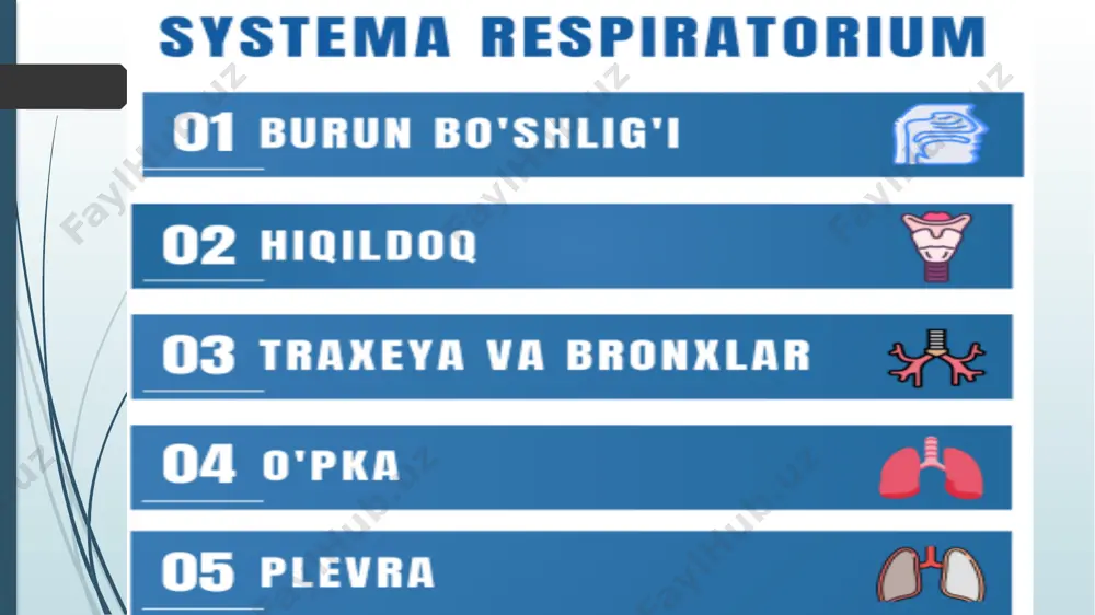 rish teshigi ( ! nares - burun dahliziga kirish teshigi, bu esa xususiy burun bo’shlig’iga) choanae - chiqish teshigi, nasopharynxga davom etadi xususiy burun bo’shlig’ida 3 ta burun chig’anoqlari deb ataladigan suyakchalar j-n: 1. concha nasalis superior 2. concha nasalis media 3. concha nasalis inferior chig’anoqlar orasida burun yo’llari hosil bo’ladi va bu yo’llarga atrofdagi bo’shliqlar bilan bog’laydigan teshiklar ochiladi. meatus nasi - burun yo’llari: meatus nasi superior meatus nasi media meatus nasi inferior meatus nasi communis ii. burun bo’shlig’i sintopiyasi o yuqorida: fossa cranii anterior - oldingi miya chuquri o pastda: cavitas oris - og’iz bo’shlig’i o yonda: sinus maxillaris - yuqori jag’ sinusi o yuqori yonda: orbita - ko’z kosasi o orqada: nasopharynx - burun-halqum iii. burun bo’shlig’i devorlari 4 ta devori bor: ❖ paries superior ➢ cartilago nasi lateralis ➢ ossa nasalia ➢ pars nasalis ossis frontalis ➢ lamina cribrosa ossis ethmoidalis ➢ corpus ossis sphenoidalis ❖ …