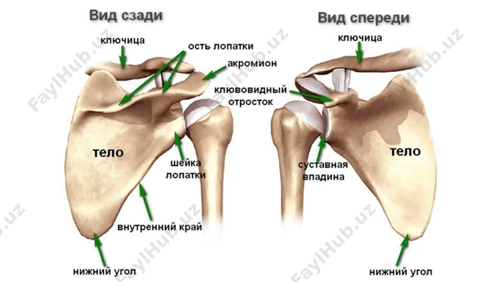 чиқиши акромион умров боғламини узилиши тумшуқсимон-умров боғламни узилиши клиника зинасимон деформация «клавиша» белгиси зинасимон деформация умров чиқишлари елка чиқишлари барча чиқишларни 40-60% ташкил этади. олдга чиқишлар (75%) орқага чиқишлар (23%) қўлтиқости чиқишлар (2%) елка чиқиши вақтида капсула йиртилиши, елкани айлантирувчи мажета жарохати ва катта дўмбоқни узилиши кузатилади. клиника мажбурий холат бошни жарохатланган томонга оғиши. дельтасимон соха контурини бузилиши. пружинасимон қаршилик белсгиси елкани олд томонга чиқишлари елкани чиқиши елкани чиқиши елкани чиқиши ва катта дўмбоқни узилиши елкани чиқиши ва катта дўмбоқни узилиши катта дўмбоқни узилиши даволаш гиппократ-купер усули кохер усули жанелидзе усули чаклин усули мухина –мотта усули мухина-мота бўйича жойига солиш жойига солиш джанелидзе бўйича * кохер бўйича жойига солиш жойига солиш гиппократ-купер бўйича урнига тушириб булмайдиган, эскирган ва одатланган чикишлар факат жаррохлик йули билан даволанади. хар кандай репозициядан сунг абдукцион торакобрахиал гипсли боглам куйилади. елка суяги снишлари елкани проксимал қисми синишлари (s 42.2) бўғим ичи: бошчани синиши, анатомик бўйин синиши …