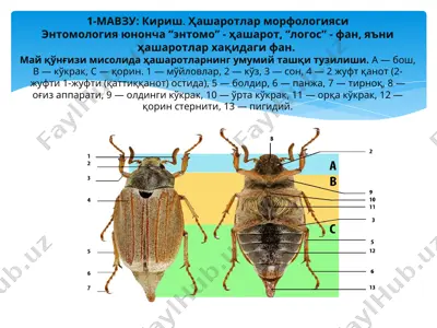 hasharotlar morfologiyasi — PPT