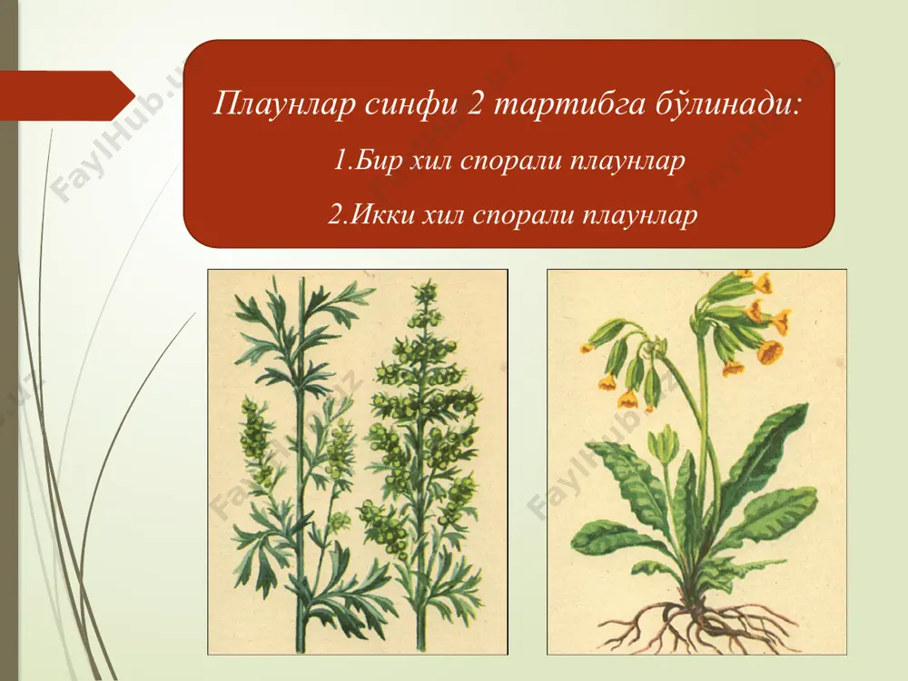 қирққулоксимонлилар. юксак ўсимликлар эволюцияси. очик уруғлилар - Page 5