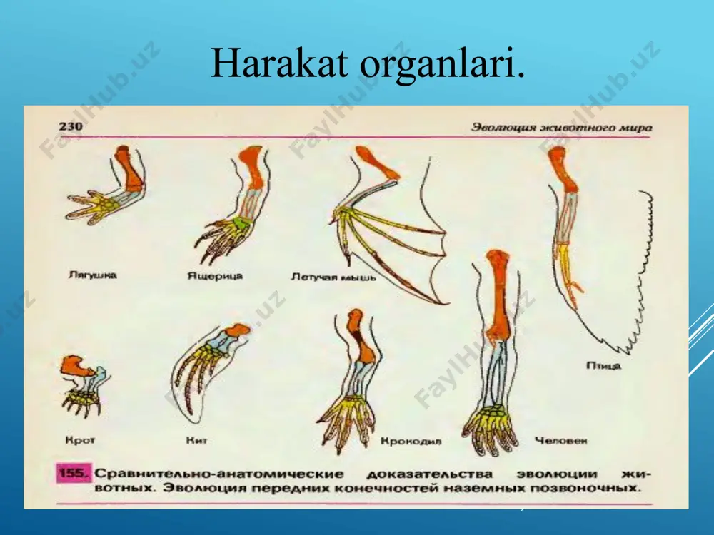 umurtqalilar (vertebrata) - Page 4