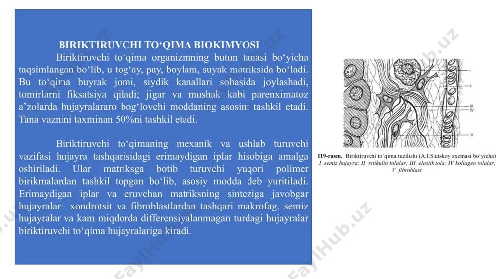 h unda fibrillalardan tuzilgan kollagen tolalarining mavjudligini ko‘rsatdi (120-rasm). fibrillalar diametri 5 dan 200nm gacha bo‘lgan silindr shakliga ega. kollagen fibrillalari tropokollagen birliklaridan tashkil topgan. ular turli to‘qimalardan ajratilgan tropokollagenlar tarkibi bilan farq qilsa-da, lekin ularning hammasida glitsin ko‘p va 5 oksilizin, 3-oksi, alfa-oksiprolin saqlaydi. tropokollagen molekulasi 1,5 nm kenglik va 300 nm uzunlikka ega, molekulyar og‘irligi 300000. uchta subbirlikdan tashkil topgan bo‘lib, ularning har biri taxminan 1000 aminokislota saqlovchi polipeptid zanjirdir. alohida zanjir o‘ralgan spiral bo‘lib, bir o‘ramda 3 aminokislota qoldig‘ini saqlaydi, uchta zanjir o‘ngga buralgan kabelga o‘xshaydi. yon zanjirlardagi peptid bog‘lari o‘rtasida -c=o…nh vodorod bog‘larining hosil bo‘lishi hisobiga stabillanadi. ma’lum to‘qimalarga xos bo‘lgan kollagenning to‘rt turi topilgan, ular molekulasini tashkil etgan tropokollagen aminokislota tarkibi bilan farqlanadi. i tur kollagen ikki xil α1 (i) va α2 zanjirlardan tashkil topgan. qolgan 3 tur kollagenlar bir xil 3 zanjirdan iborat - α1 (ii), α1 (iii), α1 (iv). i tur kollagen teri, …