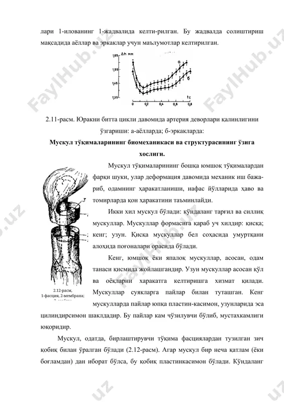 -чи юк ўзгармас бўлиб, бу ҳолда мускул намунаси қисқариши. мускуллар қисқаришида активлигини ўзгариши қуйидагича бўлиши мумкин: - белгиланган узун-ликдаги намуна чўзилиши кучаяди. - белгиланган юк таъ-сирида қисқариш рўй беради. пассив ҳолатда мускуллар бошқа юмшоқ биотўқималар кабидир. мускул узунлиги ва чўзувчи куч f орасидаги боғлиқлик экспоненциал характерига эгадир. мускулнинг чўзилишига қаршилик кўрсатиши унга параллел жойлашган эластик элементларга боғлиқ. мускул тўқималари тинч ҳолда умуман қаршилик кўрсатмайди. мускул биомеханикасини ўрганишда, яъни турли амалий масалаларни ечишда адекват математик моделлар яратилади. масалан: мускулларнинг феноменологик матема-тик модели уни макроҳажми ҳолатини ифодалайди. бу ерда микроскопик структуралар характеристикалари аниқланаётган параметрларга боғлиқмасдир. бу моделни а.хилл таклиф этган бўлиб, актив мускулни қовушқоқ эластик жисм тетанус ҳолати учун ифодаланган. пассив мускул учун бу ҳолда: (2.6) бу ерда: га боғлиқ функциялар бу тенглама ўзаро параллел эластик тармоқдан иборат рео-логик моделга тўғри келади. битта тармоқ қовушоқ демпфер билан таъминланган. 2.14– расм қовушоқ эластик жисм модели актив мускуллар учун қисқарувчи элемент киритила-ди. бу элемент …