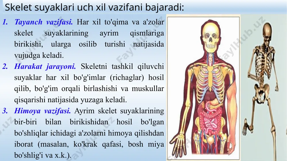 hun mustahkam va yengil bo`ladi. zich qatlamining o`rta qismida uzunasiga yo`nalgan bir qancha kanallar bor, bularda suyakni oziqlantiradigan qon tomirlari joylashgan. bolalarda shunday kanallar soni kattalardagiga qaraganda ko`proq va diametri ham kattaroq bo`ladi. suyaklar shakli va funksiyasiga ko`ra: naysimon, yassi (havo saqlaydigan g`ovak) va aralash suyaklarga bo`linadi. naysimon suyaklar oyoq-qo`llarning asosini tashkil qiladi va muskullar bilan harakatga keladigan richaglar vazifasini bajaradi. ular uzun va kalta naysimon suyaklarga bo`linadi. masalan, yelka, bilak, son, boldir suyaklari uzun, oyoq va qo`llarning barmoq falangalari, kaft usti suyaklari kalta naysimon suyaklar qatoriga kiradi. yassi suyaklarga kallani yassi (qopqoq) suyaklari va yassi kamar-kurak va chanoq suyaklari kiradi. g`ovak suyaklarga qovurg`alar, to`sh suyagi, umurtqalar, qo`l-oyoq kaft usti suyaklari, sesamasimon suyaklari kiradi. aralash suyaklarga bir qancha suyaklarning birikishidan vujudga kelgan kalla suyagining asosiy qismini tashkil etuvchi suyaklari kiradi. suyaklarni birikishi. suyaklarni birikish joyi bo`g`im deyiladi. odam organizmida 230 ta bo`g`im bo`ladi. ular skeletning harakat bo`ladigan hamma joyida mavjud: …