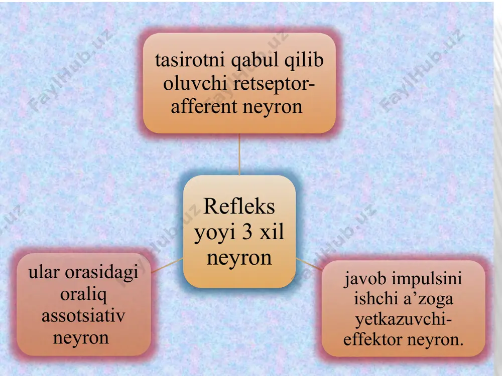 uls o`tkazadi. yulduzsimon hujayralar esda saqlash nerv protsesslarining almashinishida ishtirok etadi. duksimon hujayralar po`stloq osti qismlarni markazdan qochuvchi sistemalar bilan bog`laydi. katta o`siqli hujayralar miya po`stlog`idagi markazlarni bir-biri bilan bog`laydi bosh miya katta yarim sharlari po`stlog`i bosh miya yarim sharlarning kulrang moddasi miyaning yuza qismida joylashgan bo`lib, u miya po`stlog`i deb nomlanadi. miya po`stlog`i nerv hujayralari tanasining to`plamidan tuzilgan, 2-4 mm qalinlikda bo`ladi. miya po`stlog`i bosh miya katta yarim sharlari egatchalari ichiga ham o`tib, 2200 sm2 yuzani hosil qiladi. bu yuzaning 2/3 kismi egatchalar hisobiga hosil bo`ladi. 1/3 qismi erkin yuza hisoblanadi. bosh miyaning katta yarim sharlar po`stlog`i filogenetik jihatdan uning eng so`nggi qismi hisoblanadi. miya po`stlog`idagi hujayralar joylashishi va shakliga qarab, 6 qavat ba`zi qismda ensada 9 qavatdan iborat bo`ladi. shunday qilib, odam bosh miya po`stlog`i tuzilishining hayvonlar bosh miya po`stlog`iga nisbatan takomillashganligi, murakkabligi mayda o`siqli hujayralarning ko`pligiga, miya po`stlog`i xajmining kattaligiga, turli markazlarini bog`lovchn assotsiativ nerv hujayralarining rivojlanishiga …