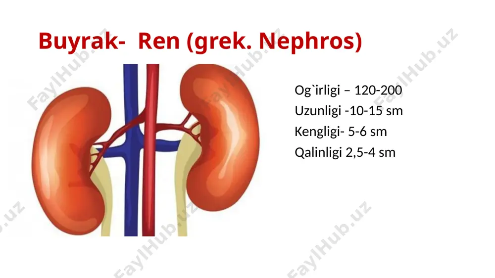ralgan holda, ayollarda bachadon tanasi va tubi • pastda: erkaklarda prostata bezi, ayollarda chanoq tubi diafragmasi qismlari: 1. apex vesicae - uchi, toraygan yuqori-old qismi 2. corpus vesicae - tanasi, o’rta qismi 3. fundus vesicae - tubi, pastki biroz kengaygan qismi 4. cervix vesicae - bo’yni, uretraga o’tish qismi • ostium urethrae internum - siydik chiqaruv kanali ichki teshigi bo’ladi ichki yuzasi tuzilishi: • trigonum vesicae - lyeto uchburchagi o qovuqning orqa devorida joylashgan yuqori 2 ta burchagida ostium ureterislar (siydik nayi teshigi) joylashgan pastki uchinchi burchagida ostium urethrae internum joylashgan o uchburchak sohasida burmalar yo’q, silliq bo’ladi • devorida muskullar 3 qavat: ichki stratum longitudinale o’rta stratum circulare tashqi stratum longitudinale ushbu muskullar qovuq bo’ynida m.sphincter urethrae vesicaeni (2) • vazifasi siydikni ushlab turish ▪ qolgan qismlarida m.detrusor vesicae (1) ni • vazifasi siydikni chiqarib yuborish ▪ qovuq uchburchagi sohasida m.trigoni vesicae (3) ni h/q • vazifasi siydik nayi …