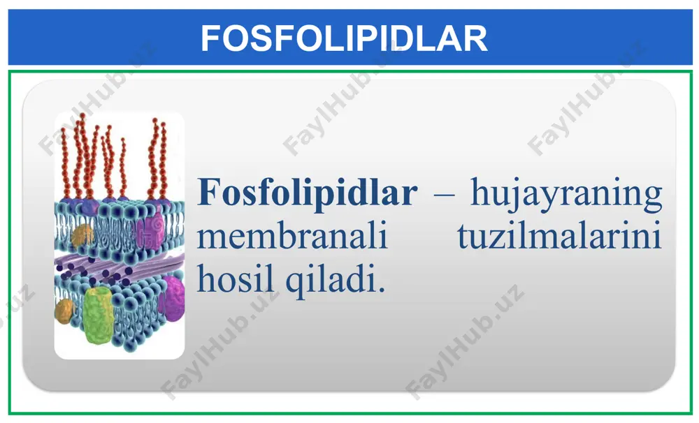 lipidlar - Page 5