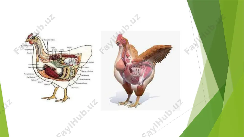 erkak xayvonlar va parrandalardan urug` olish - Page 5