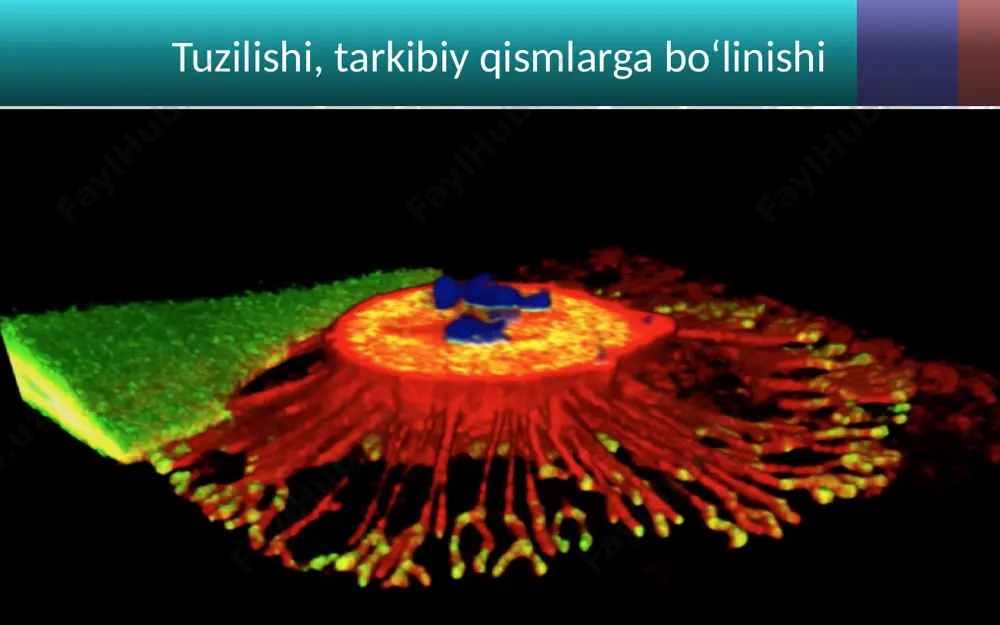 gen bo‘ladi. xromosoma va genlar hujayraning irsiy apparati hisoblanadi. hujayraning kimyoviy tarkibi. hujayraning barcha tarkibiy qismlari anorganik va organik moddalardan tashkil topgan. hujayra tarkibida fosfor, oltingugurt, kalsiy, kaliy, natriy, xlor, temir, magniy, kremniy kabi makroelementlar va yod, mis, kobalt, rux, nikel, oltin kabi mikroelementlar bo‘ladi. hujayra tarkibining 70 % dan ko‘prog‘ini suv tashkil etadi. suv erituvchi xususiyatiga ega bo‘lib, u hujayradagi barcha hayotiy jarayonlarda muhim o‘rin tutadi. suv, mikro va makroelementlar hujayraning anorganik moddalaridir. hujayra tarkibidagi organik moddalarga oqsillar, yog‘lar, uglevodlar, nuklein kislotalar kiradi. hujayraning ko‘payishi. odam tanasi hujayralari, asosan, mitoz orqali bo‘linib ko‘payadi. bunda hujayra tarkibiy qismlari ikki hissa ortadi. hujayra bo‘linib, bitta hujayradan ikkita hujayra hosil bo‘ladi. natijada hosil bo‘lgan ikkita yosh hujayra teng miqdordagi organoidlar va bir xil irsiy belgilarga ega bo‘ladi. savol va topshiriqlar 1. hujayralar qanday shaklda bo‘ladi? 2. hujayraning kimyoviy tarkibiga qanday moddalar kiradi? 3. hujayraning irsiy apparati nimalardan iborat va ularning ahamiyati qanday? …