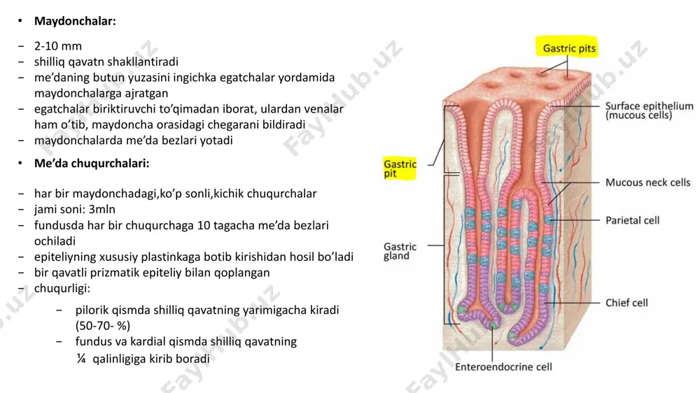 hammasi ham sekretor emas ichak shilliq qavati epiteliysi hujayralari  kriptalarda 5 xil yetuk xujayralar bor: 1. enterositlar 2. qadahsimon hujayralar 3. panet hujayralari 4. enteroendokrin hujayralar 5. m – hujayralar 6. differensialashmagan o’zak hujayralar  vorsinkalar epiteliysida bor: 1. enterositlar 2. qadahsimon hujayralar 3. enteroendokrin hujayralar 4. m - hujayralar 1. enterositlar (ustunsimon hujayralar) – barcha hujayralarning asosiy qismni tashkil etadi – yadrosi bazal tomonda joylashgan – apikal yuzasida mikrovorsinkalar bo’lib,oksifil jiyak hosil qiladi – mikrovorsinkalar yuzasida glikokaliks – lipoproteinlar, glikozaminoglikanlar va hazm fermentlari: aminopeptidaza,fosfataza,glikozidaza tutuvchi qavat • glikokalikslar – “autodigestion” dan ham saqlaydi, bu – organizimning o’zi ishlab chiqargan fermentlati tomonidan to’qimalarning hazm bo’lishi – yuqoridagi hazm fermentlarini jiyakli hujayralarning o’zi sintezlaydi.bu hujayralarning bazal tomonida dedp va golji majmuasi borligini isbotlaydi – glikokaliksda va mikrovorsinkalar yuzasida moddalar hazmi yakunlanadi – songi moddalar so’riladi – mikrovorsinka asosida vertikal yo’nalgan aktin mikrofilamentlari bor bo’lib, mikrovorsinka uchida ular vilinga mustahkamlanadi.mikrovilli plazmatik …
